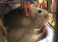 /album/galerie/bydleni-a-vybeh1v-1-jpg/